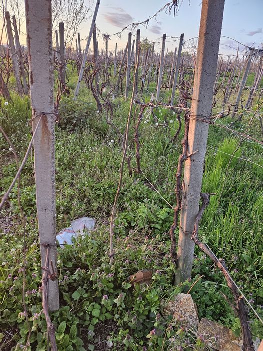 Puieti de nuca 3 ani