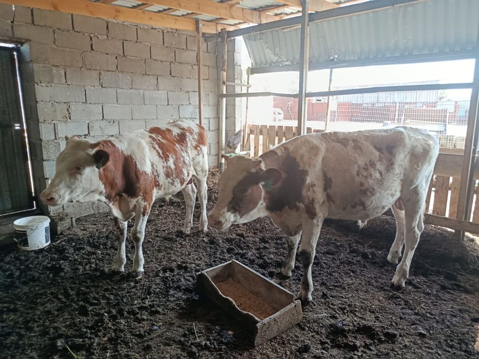 Продам бычков 3 головы