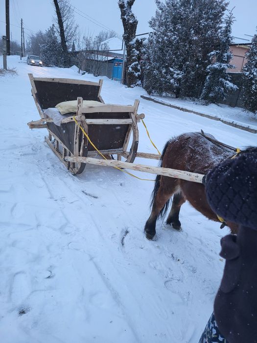 Продам  пони  в месте санями