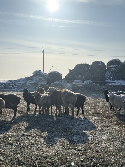 Арашан қошқар. .  Сатылады
