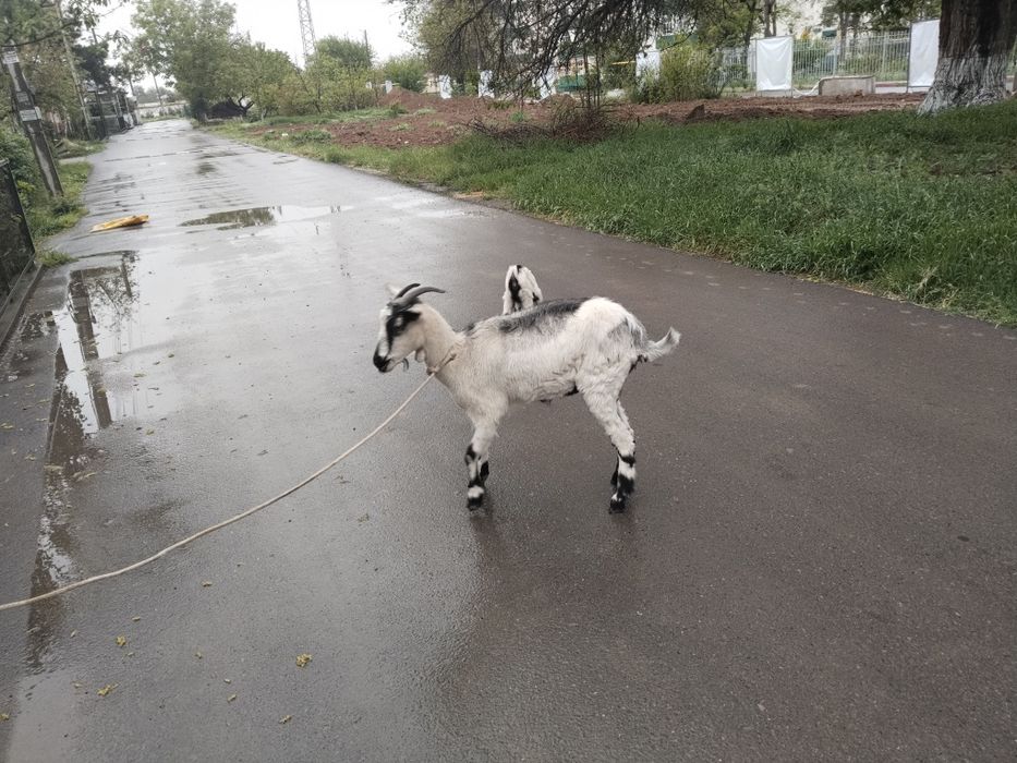 Assalamu aleykum echki sotiladi zanin alpen