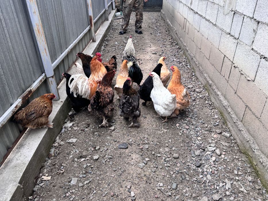 Куры и петухи оптом
