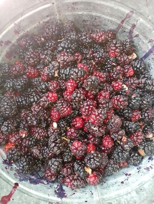 Тутовник шотитут