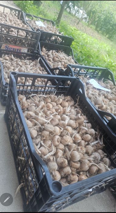 Bulbi de șofran /șofran pur