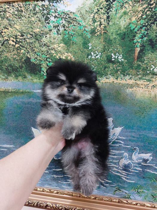 Милые малыши шпица