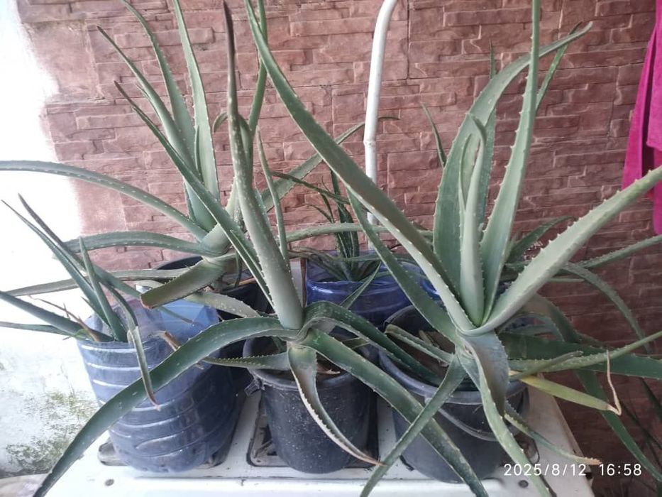 Цветы Алоэ Вера Лечебное в наличии