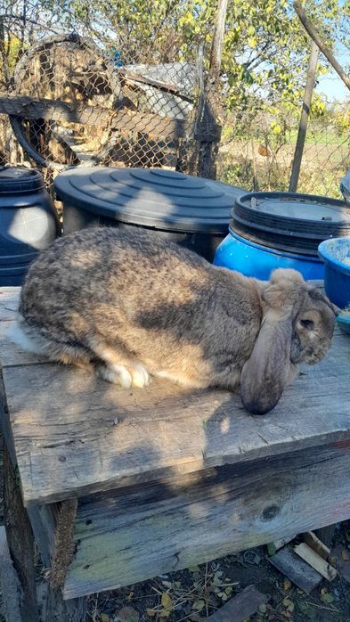 Iepuri de rase diferite