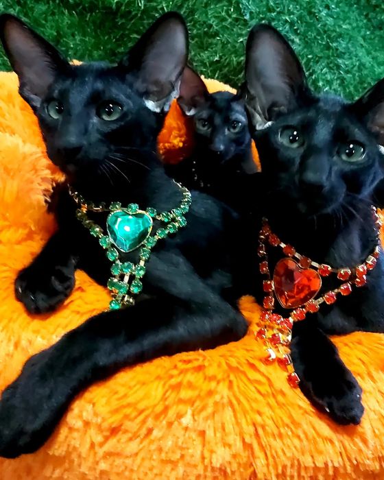 Чёрные Эбони- Ориенталы! КОТЯТА-