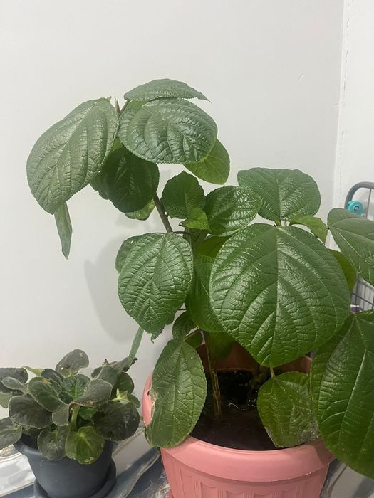 Комнатные растения цветы