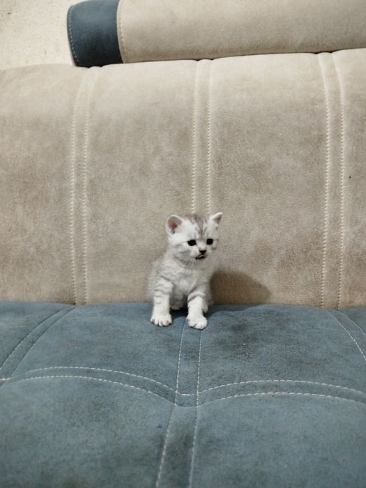 Britanskiy shinshila sotiladi