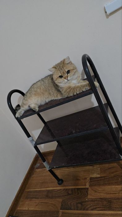 Золотые шиншилла мальчик