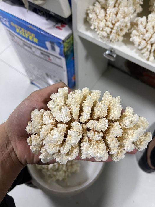 Tabiiy dengiz karali sotiladi