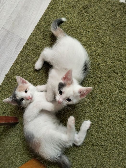 Бесплатно. Котят в добрые руки