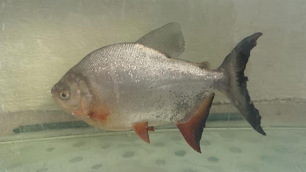 Продам пиранию 30 см