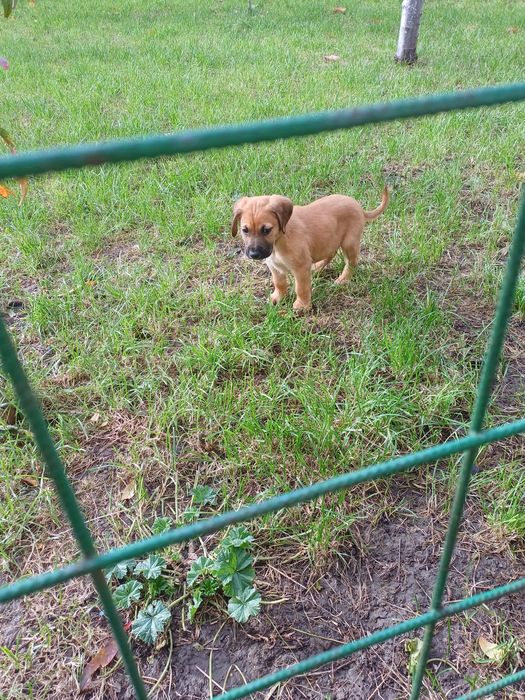 Donez doua cateluse!