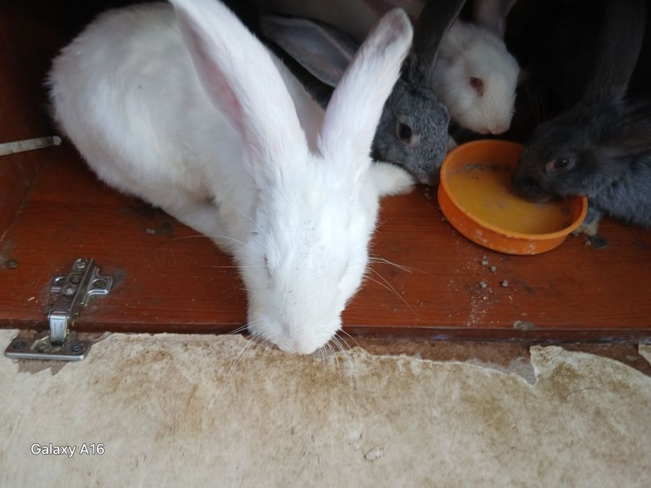 Продам кроликов и кролчата