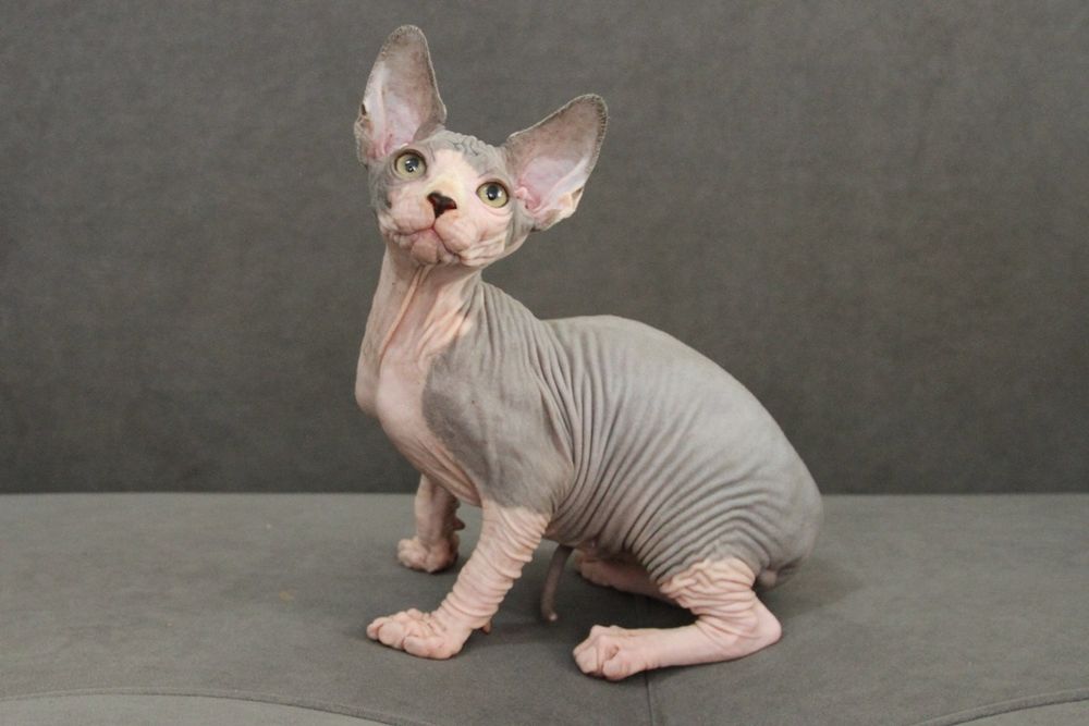 Канадские сфинксы