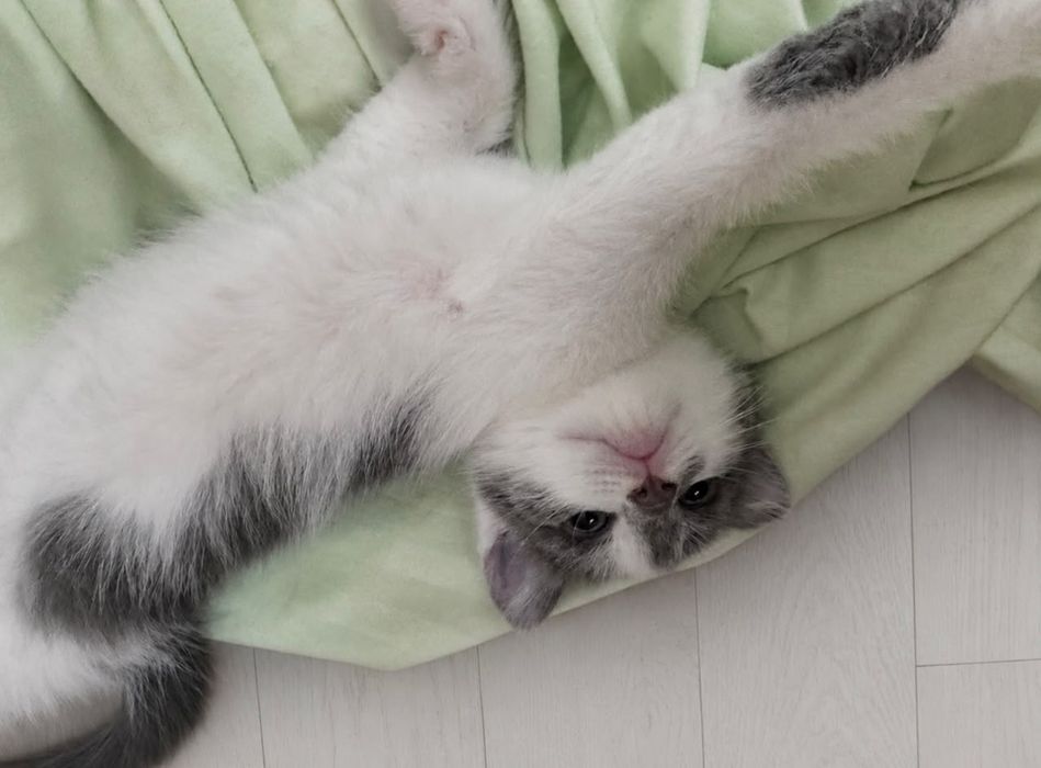 Отдам котенка (девочку) в хорошие руки