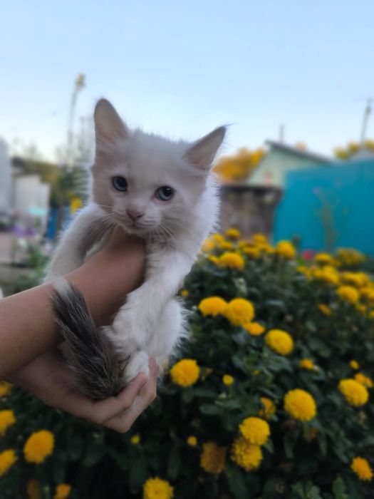 Котенок в добрые руки