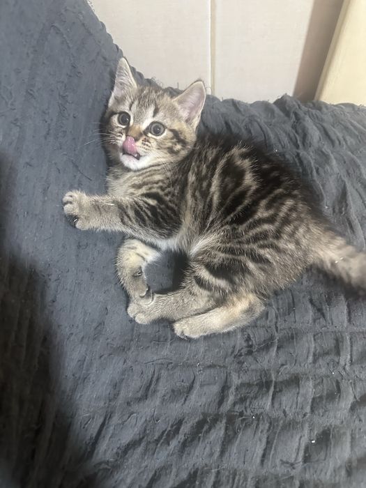 Отдам котёнка в добрые руки .