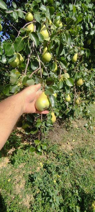 Pere pentru țuică