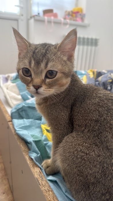 Кошка короткошерстный британец