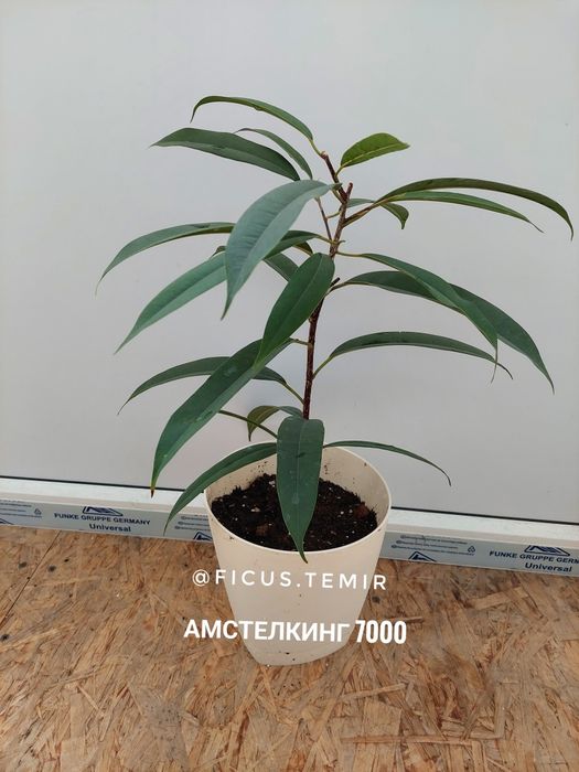 Продаю фикусы сортовые