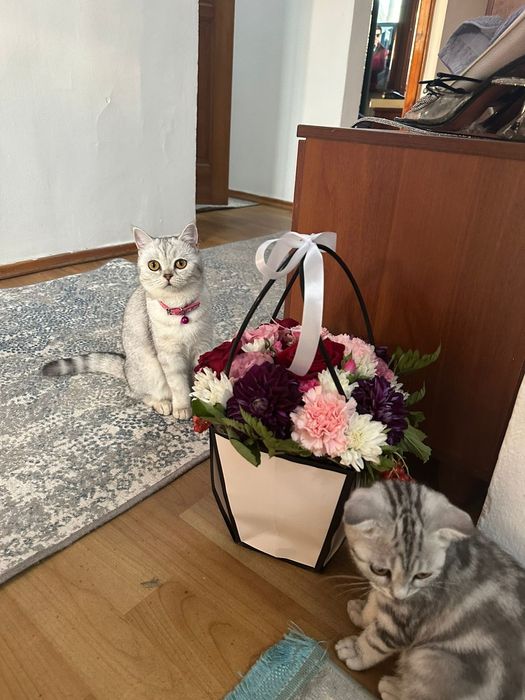 Срочно продам кошку