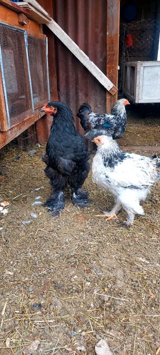 Продам курей, Брама и Австролоп.