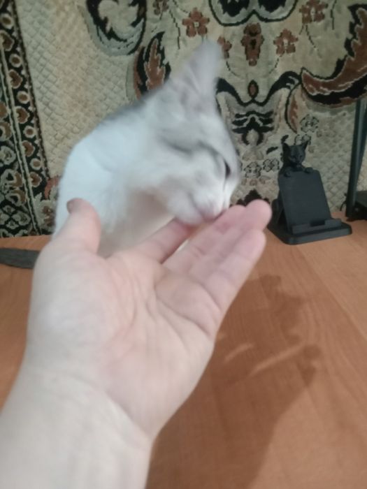 Домашние животные