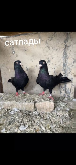 Голоби всоколотни