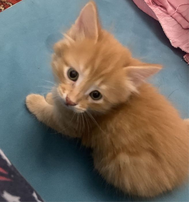 Рыженький котенок