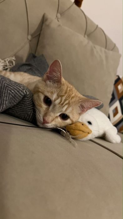 Игрывый Умный Котенок