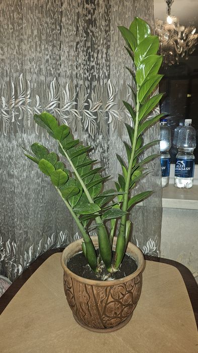 Продам цветок Долларовое дерево