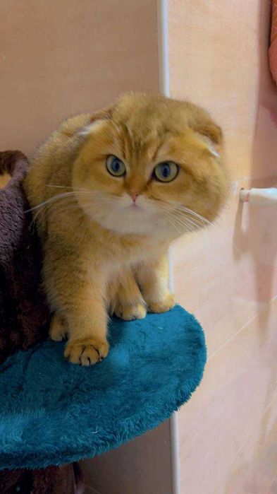 Вязка Шотландский вислоухий шиншилла