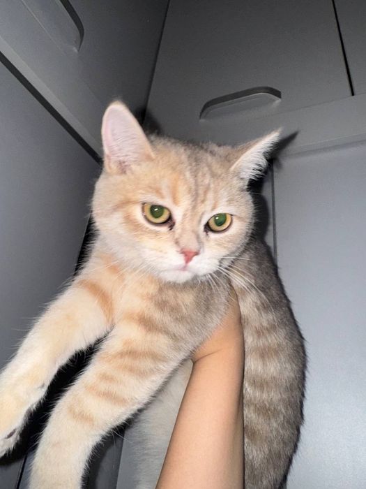 Британская шиншила