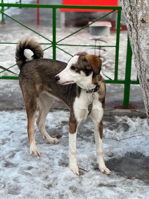 Пристраивается срочно!