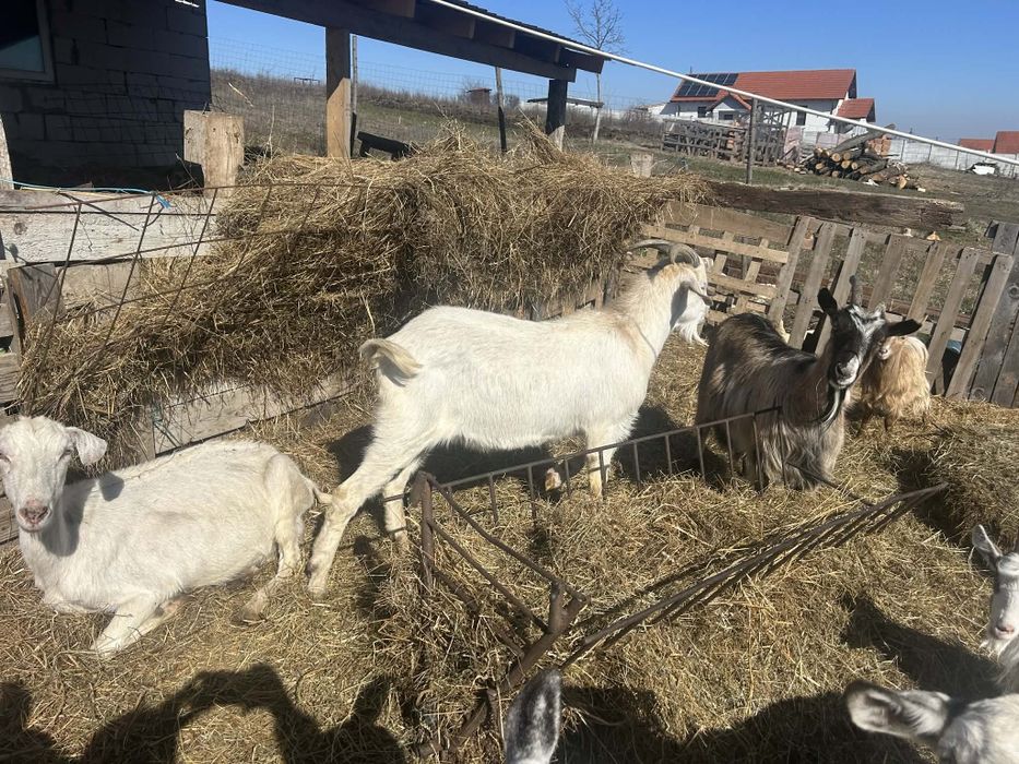 De vânzare țap mare