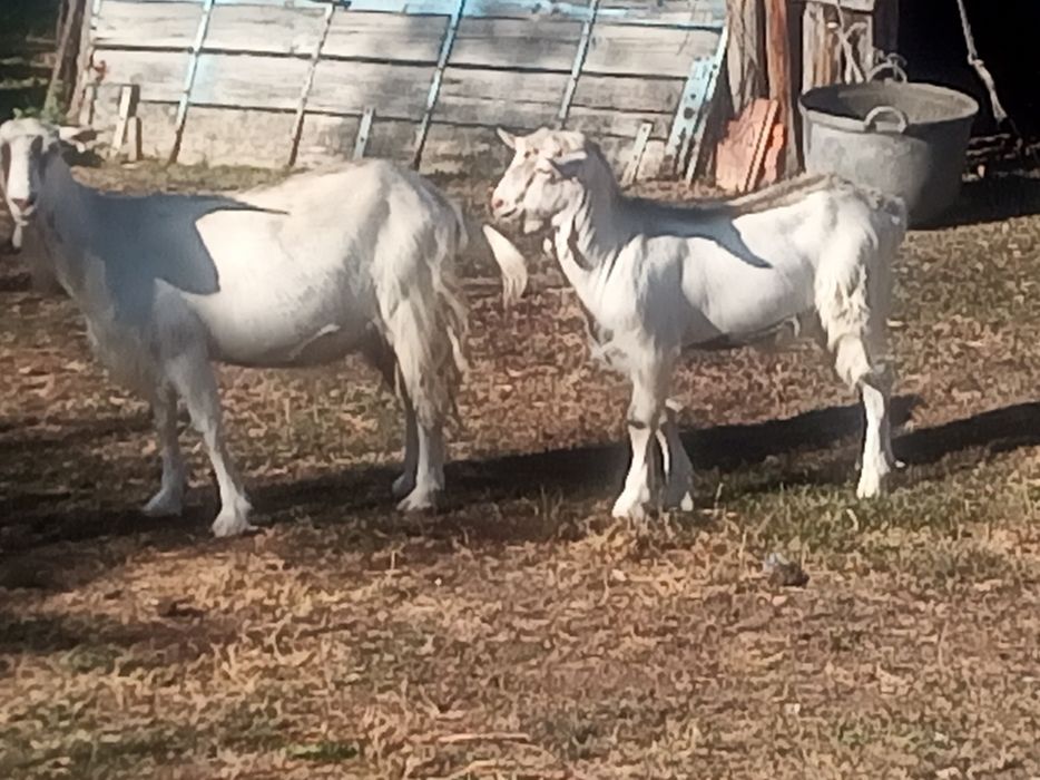 Țap    de   vânzare