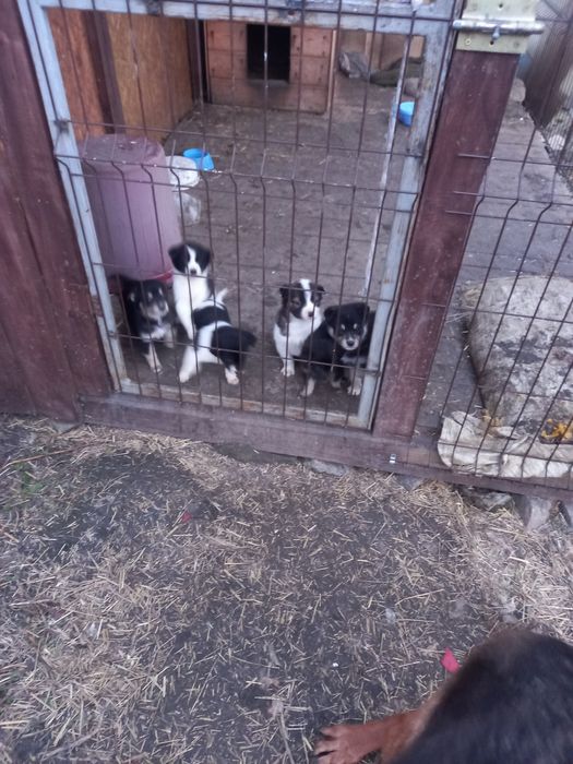 Щенки 1.5 месяца