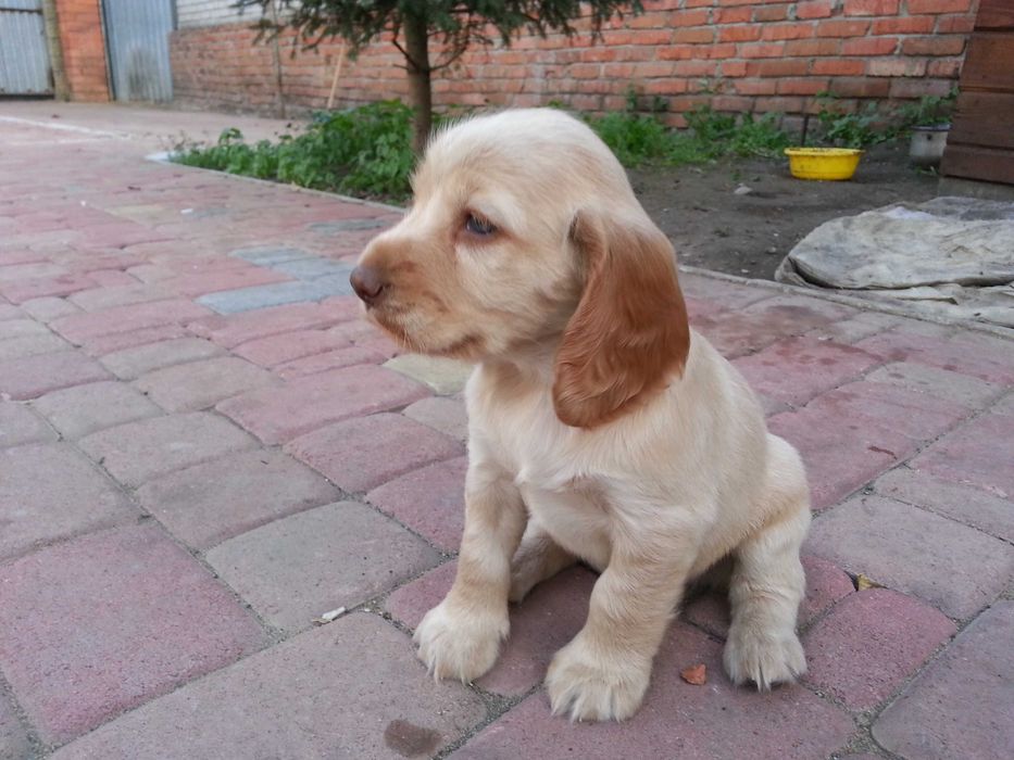Русский Охотничий спаниель