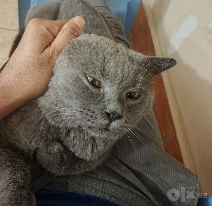 Britanskiy mushuk sotiladi