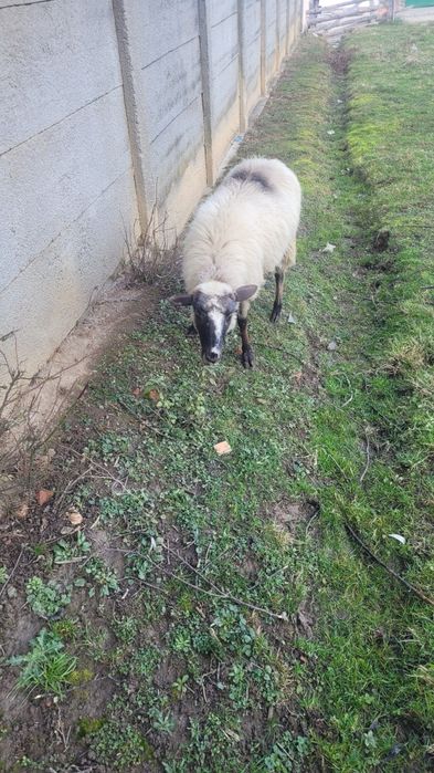 Vând trei oi mai multe detalii la telfon