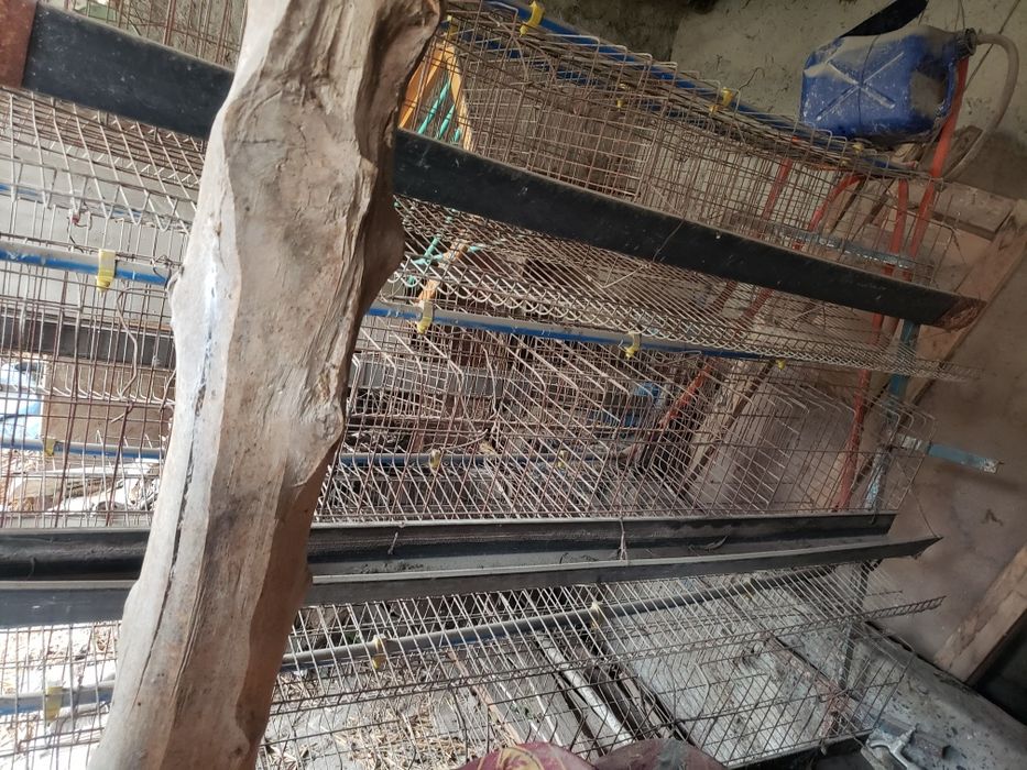 Tovuk kletka sotiladi.