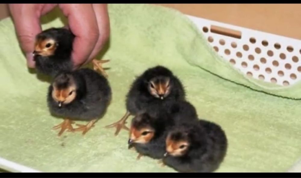 Продам готовый бизнес