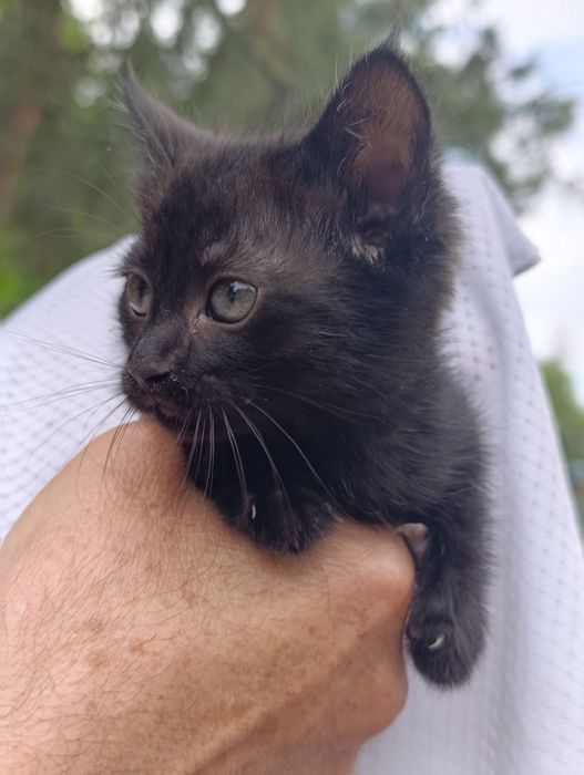 В самые добрые руки