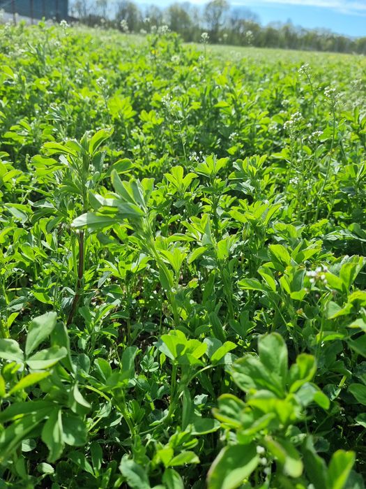 Vând lucernă pentru cosit