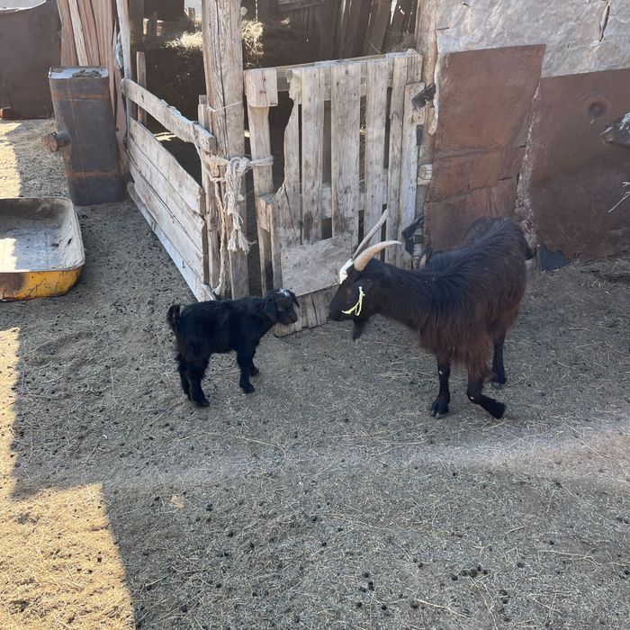 Ешкілер сатылады