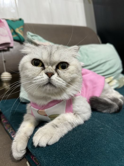 Ищем кота,красивого!Тараз