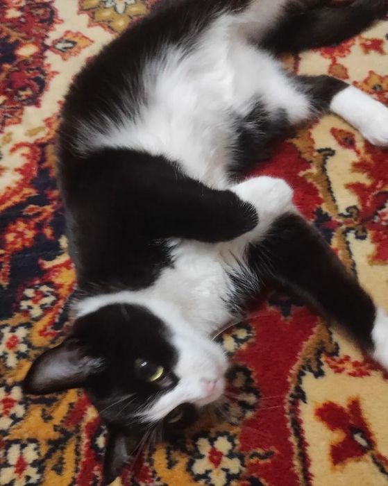 Кошечки в добрые руки